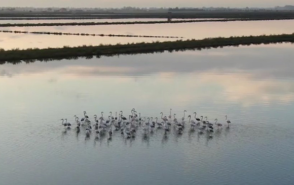 Salina di Cervia